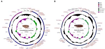 Complete mitochondrial genome of Ctenophthalmus quadratus and Stenischia humilis in China provides insights into fleas phylogeny
